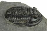 Diademaproetus Trilobite Fossil - Morocco #249887-3